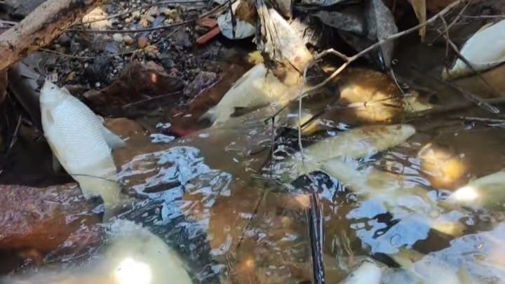 Peixes mortos às margens do Rio Tietê em Salto