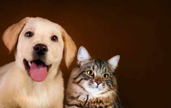 Cães e gatos também precisam de alimentação equilibrada e atividade física para manter o peso adequado e preservar a saúde