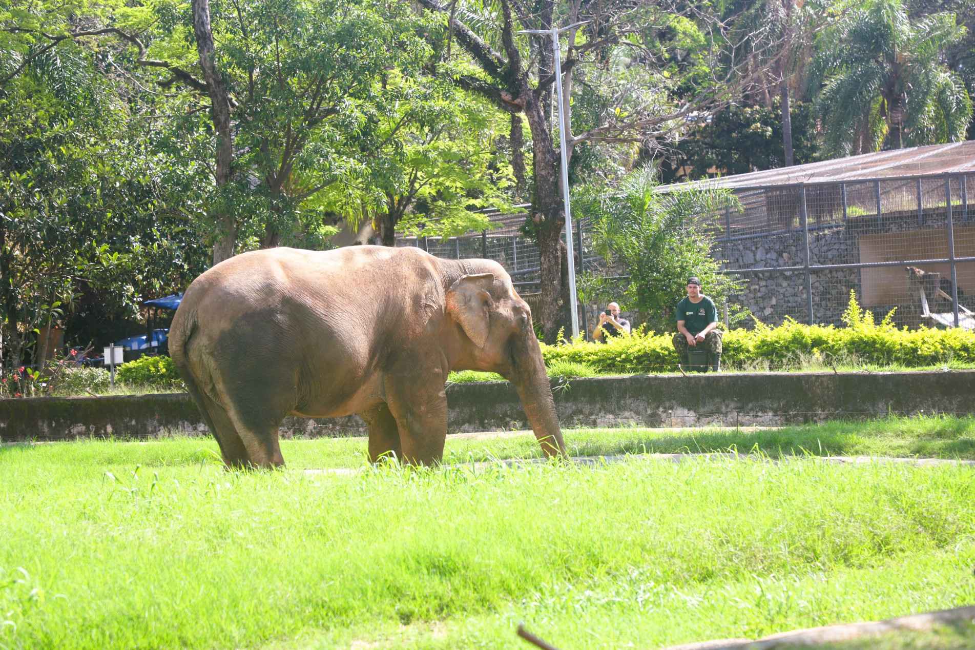 Elefante de 55 anos está no zoo de Sorocaba desde 1982. Antes, vivia em circo