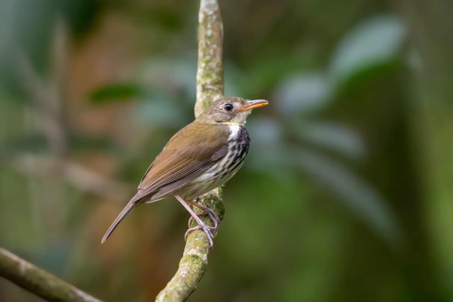 Discreto, o estalador passa boa parte do tempo caminhando pelo chão da mata à procura de pequenos animais entre as folhas