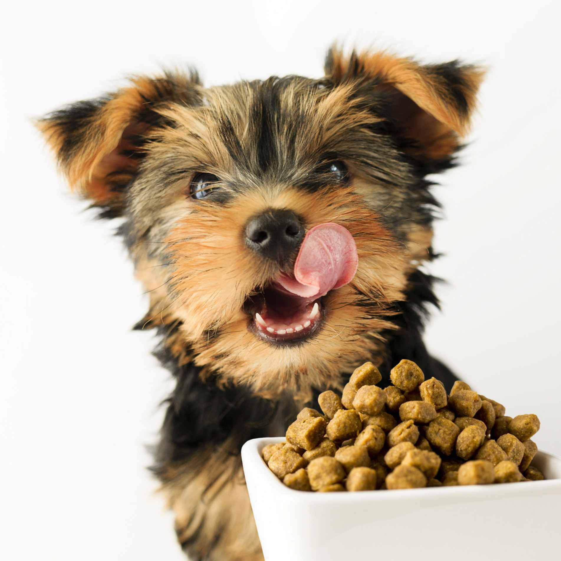 Alimentação está entre as principais despesas dos tutores de pets
