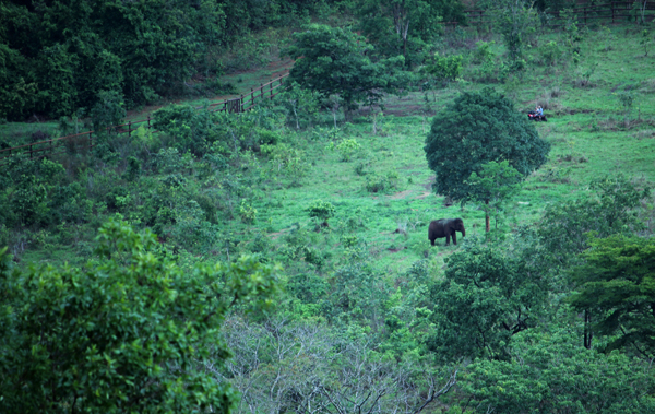 Elefantes dispõem de amplo espaço com vegetação no Mato Grosso