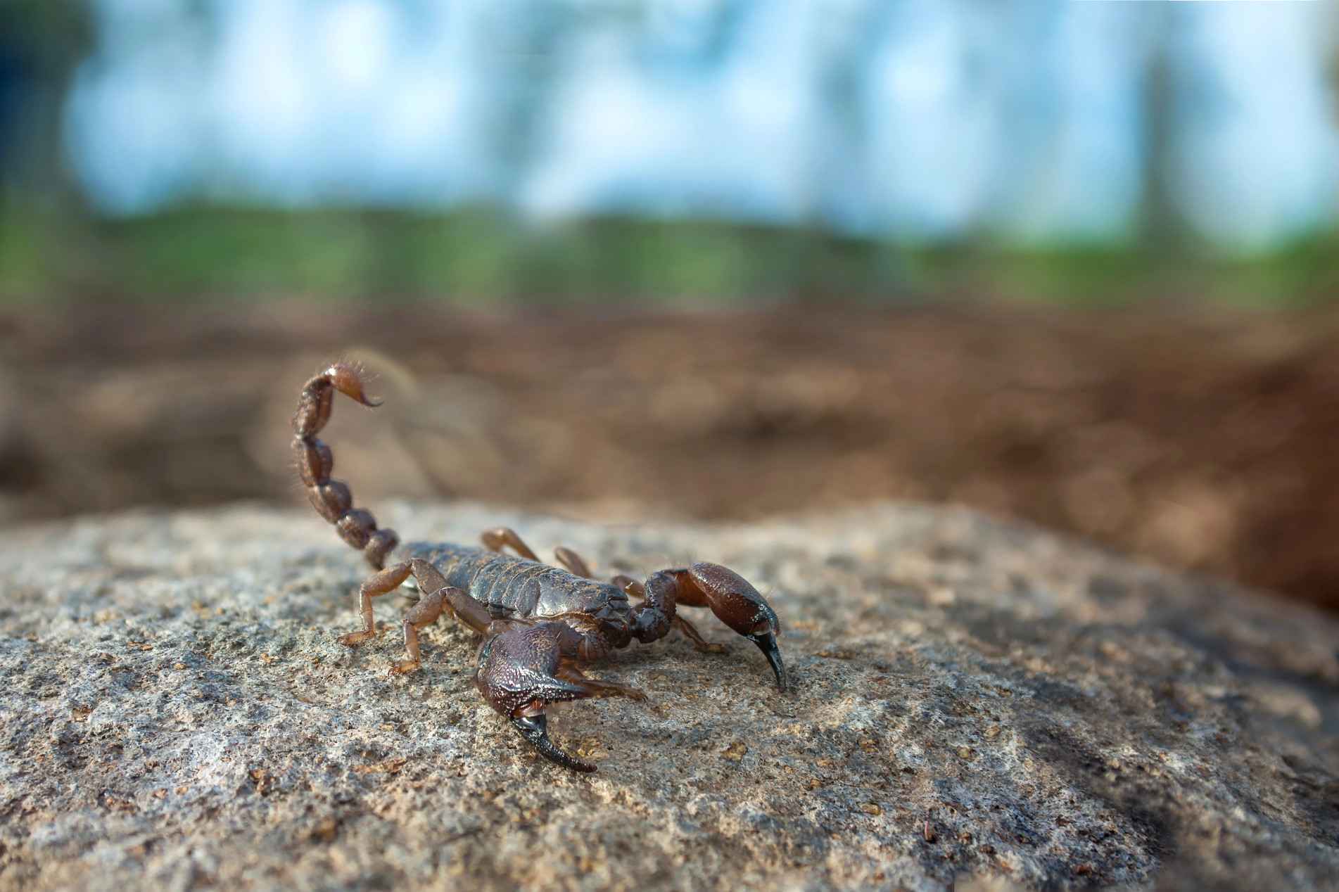 Em caso de picada, procure atendimento médico imediatamente. Os locais de atendimento estão disponíveis no portal estadual de animais peçonhentos
