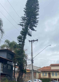 Situada em um imóvel 
abandonado no Santa Rosália, a planta está bem inclinada em direção à rua Carlota Fiel Carnelos