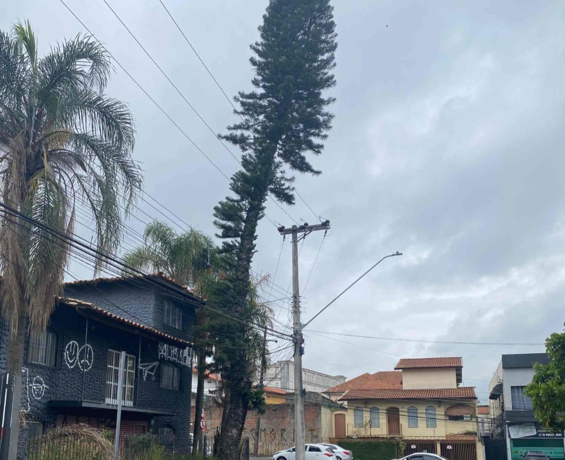 Situada em um imóvel 
abandonado no Santa Rosália, a planta está bem inclinada em direção à rua Carlota Fiel Carnelos