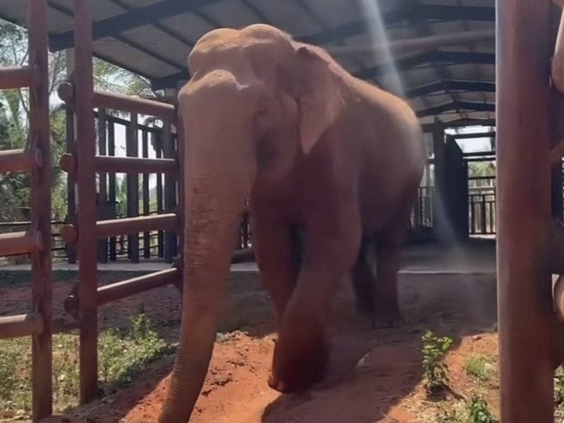 Elefante Sandro chega ao Santuário de MT e se adapta em tempo recorde