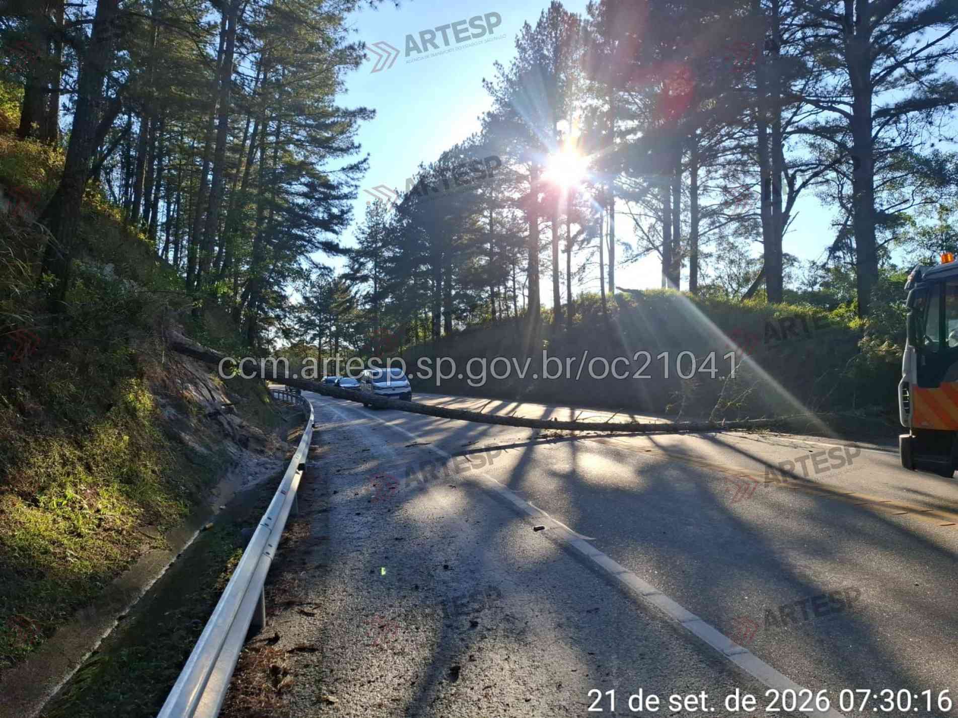 Equipes de conservação da concessionária atuaram para retirada da árvore da via e orientação viária aos motoristas que trafegavam pelo local