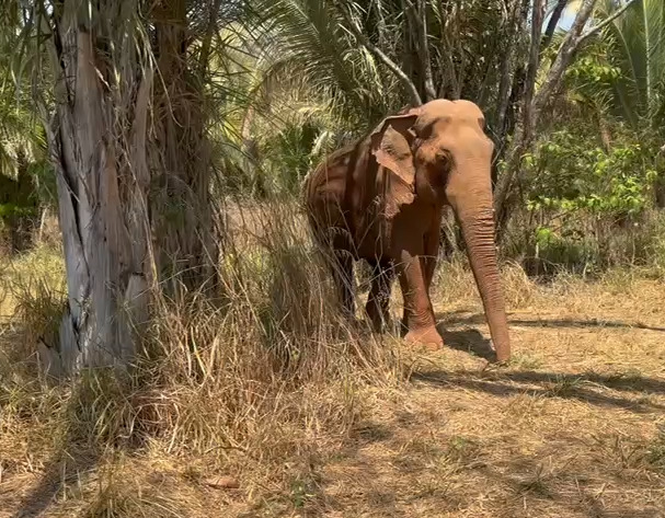 Animal tem acesso ininterrupto ao galpão,mas escolhe passar a noite na área externa