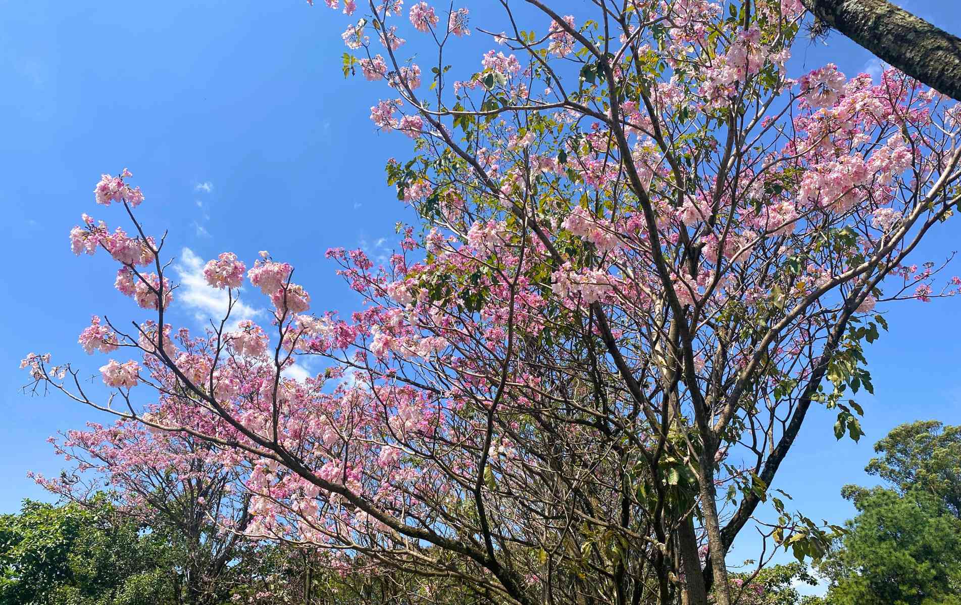 Estação marca o fim do inverno: previsão para esta terça-feira em Sorocaba
é de mínima de 13° com máxima de 26.° e umidade do ar variando de 60% a 90%