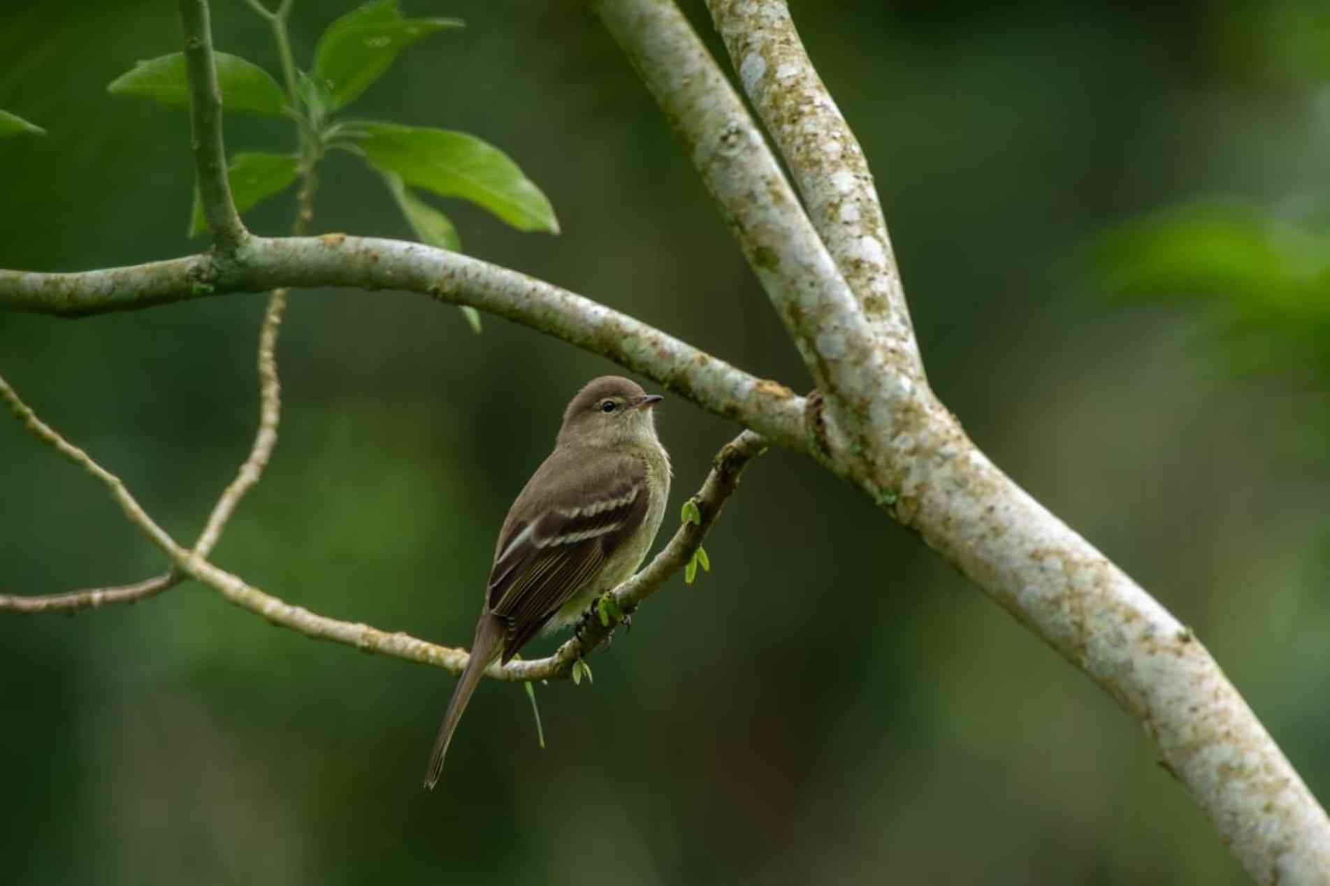 Tucão se alimenta de frutos e pequenos insetos e pode ser encontrado em diferentes tipos de vegetação da Mata Atlântica