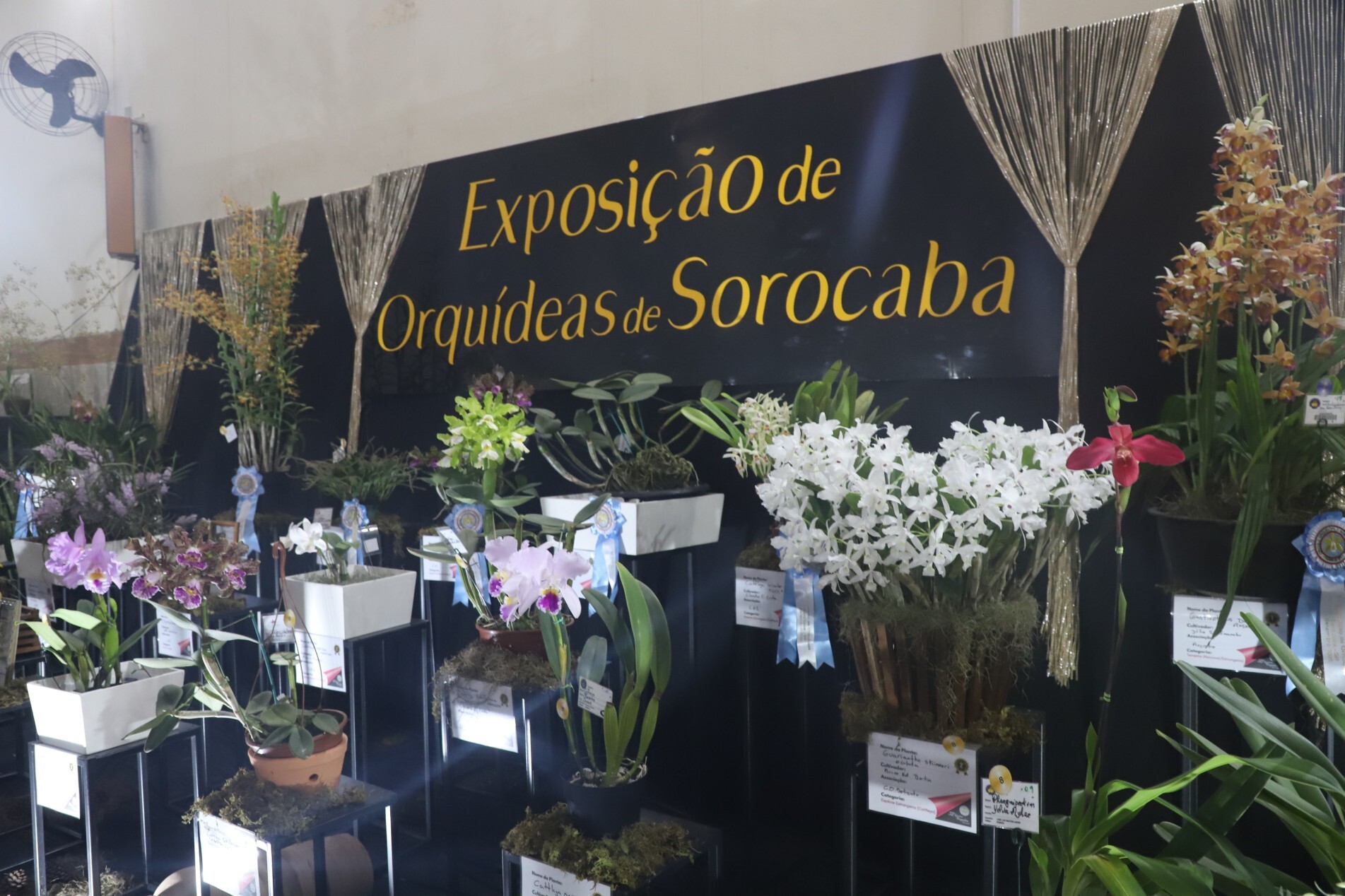 Exposição de Orquídeas 