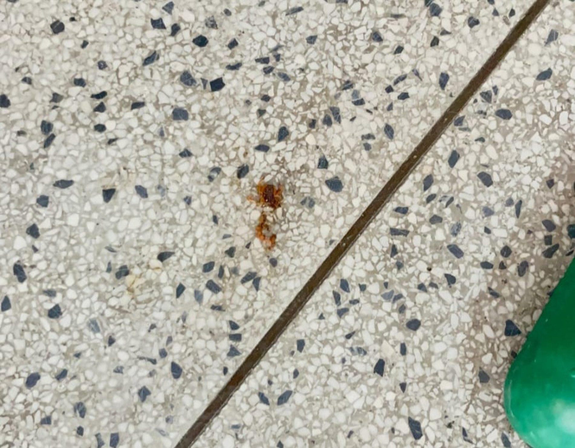 Escorpião encontrado dentro de sala de aula de escola estadual
