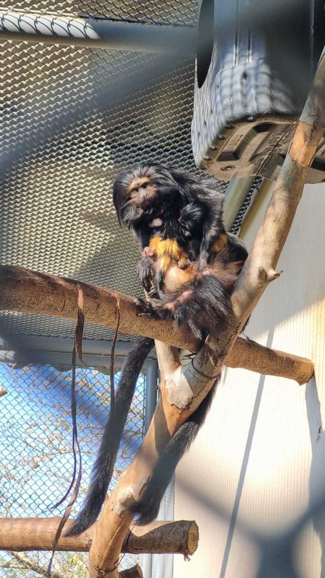 Mico-leão-preto é uma espécie endêmica da Mata Atlântica paulista e ameaçada de extinção