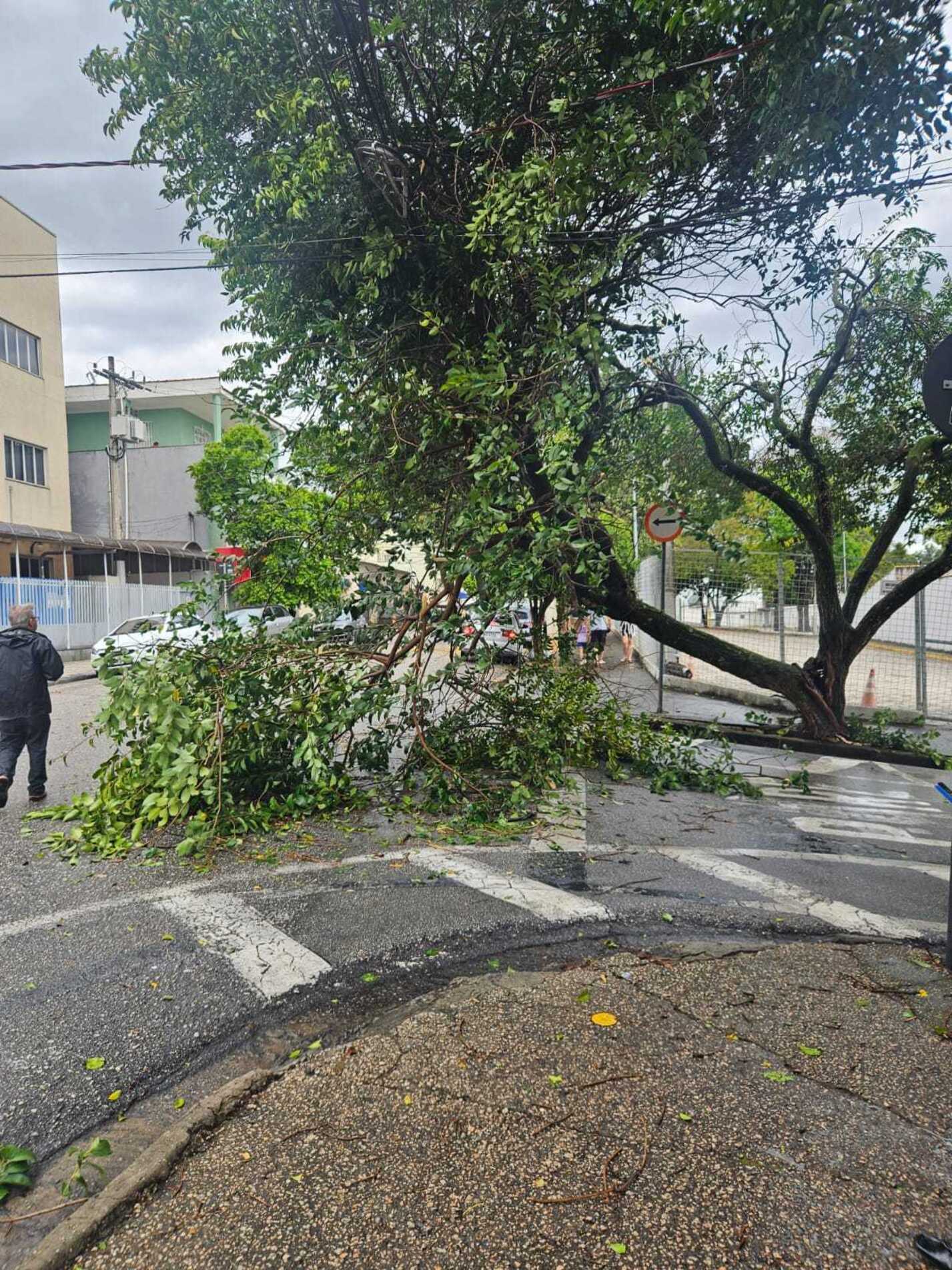 Árvore caiu na rua Manoel Lopes, 
na Vila Hortência, durante o temporal