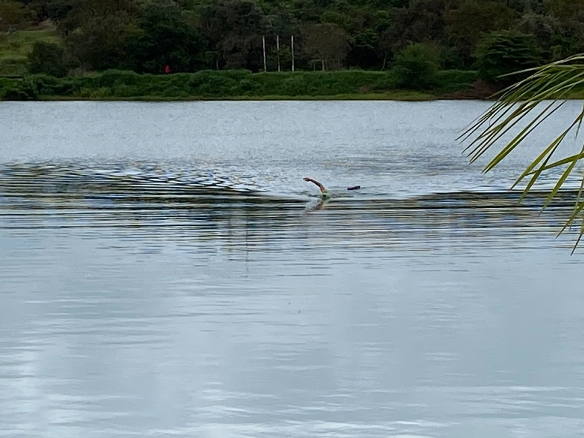 Homem nadava, nesta semana, no lago do Porto das Águas