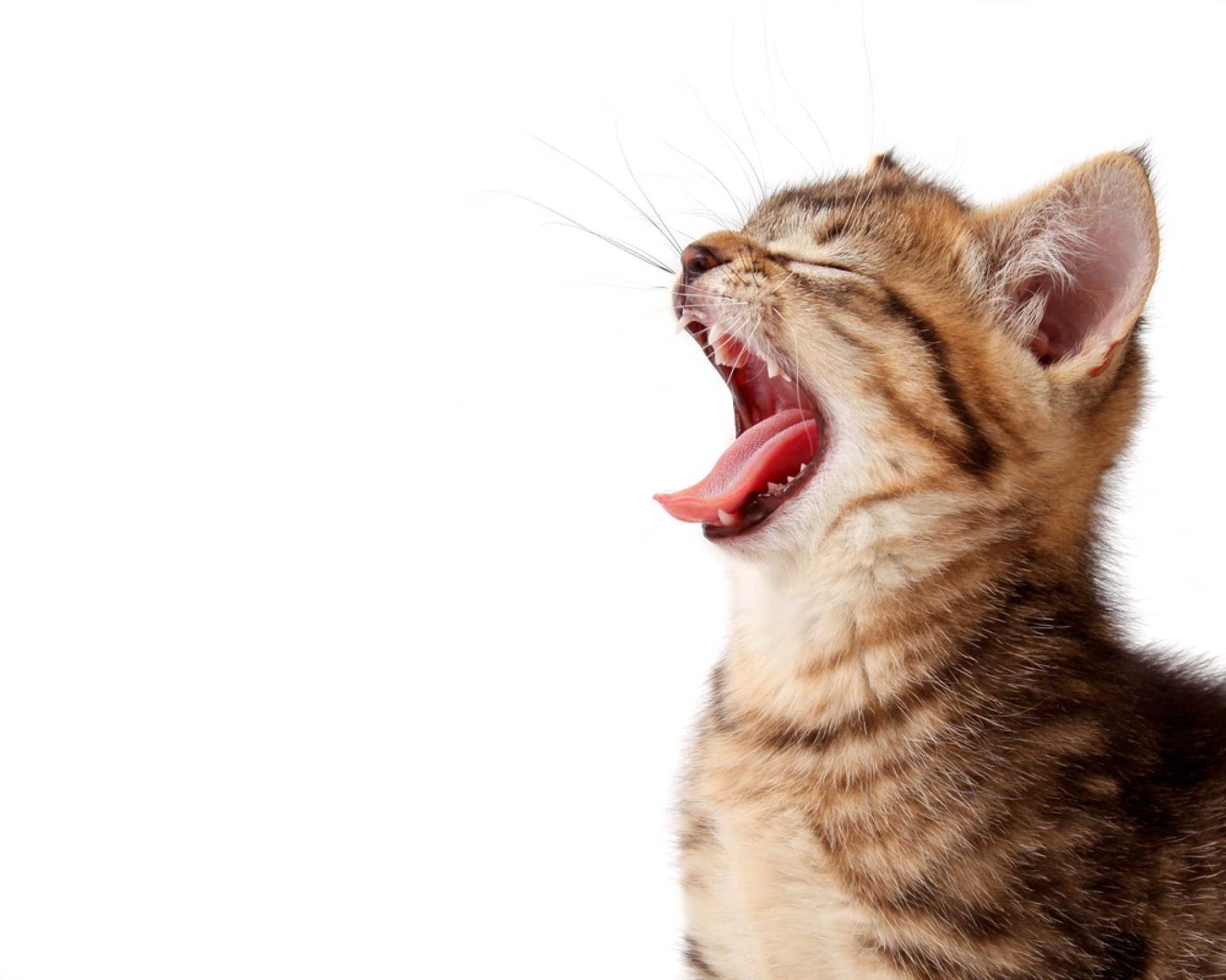 Controle do peso, atividade física e alimentação equilibrada ajudam a prevenir doenças cardíacas em pets