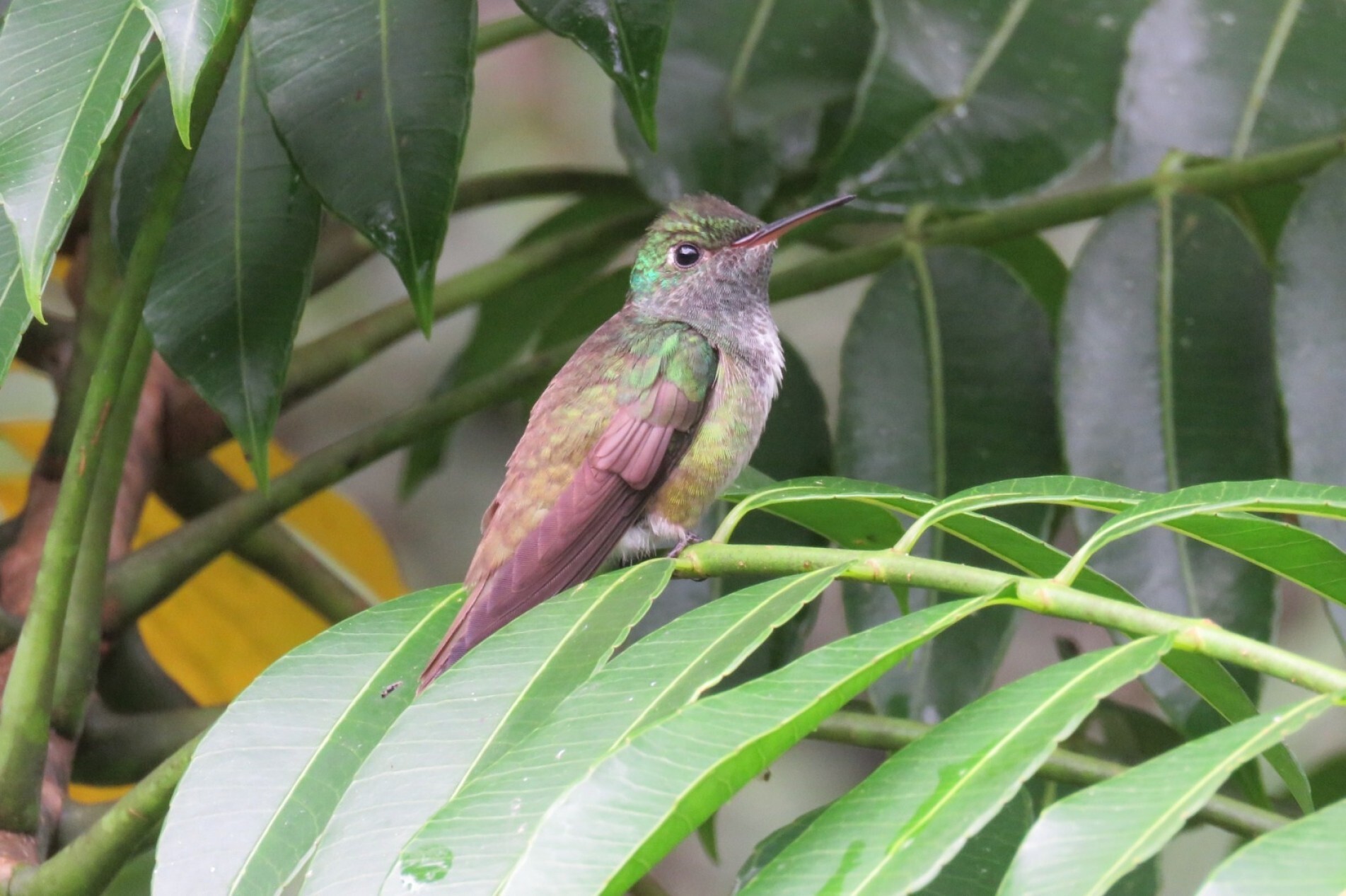 O beija-flor-de-banda-branca pode capturar pequenos insetos 
durante o voo e se alimentar do néctar das flores