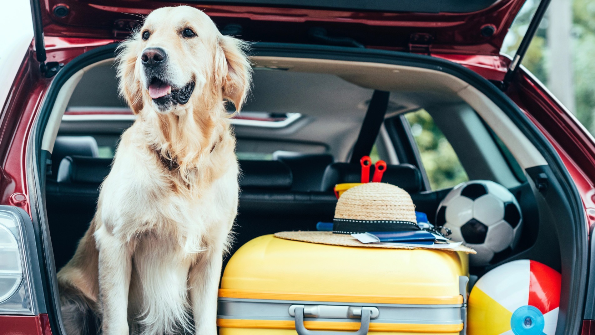 Cuidados devem ser tomados ao viajar com pets, a m&eacute;dica veterin&aacute;ria Larissa Jahnel, comenta sobre