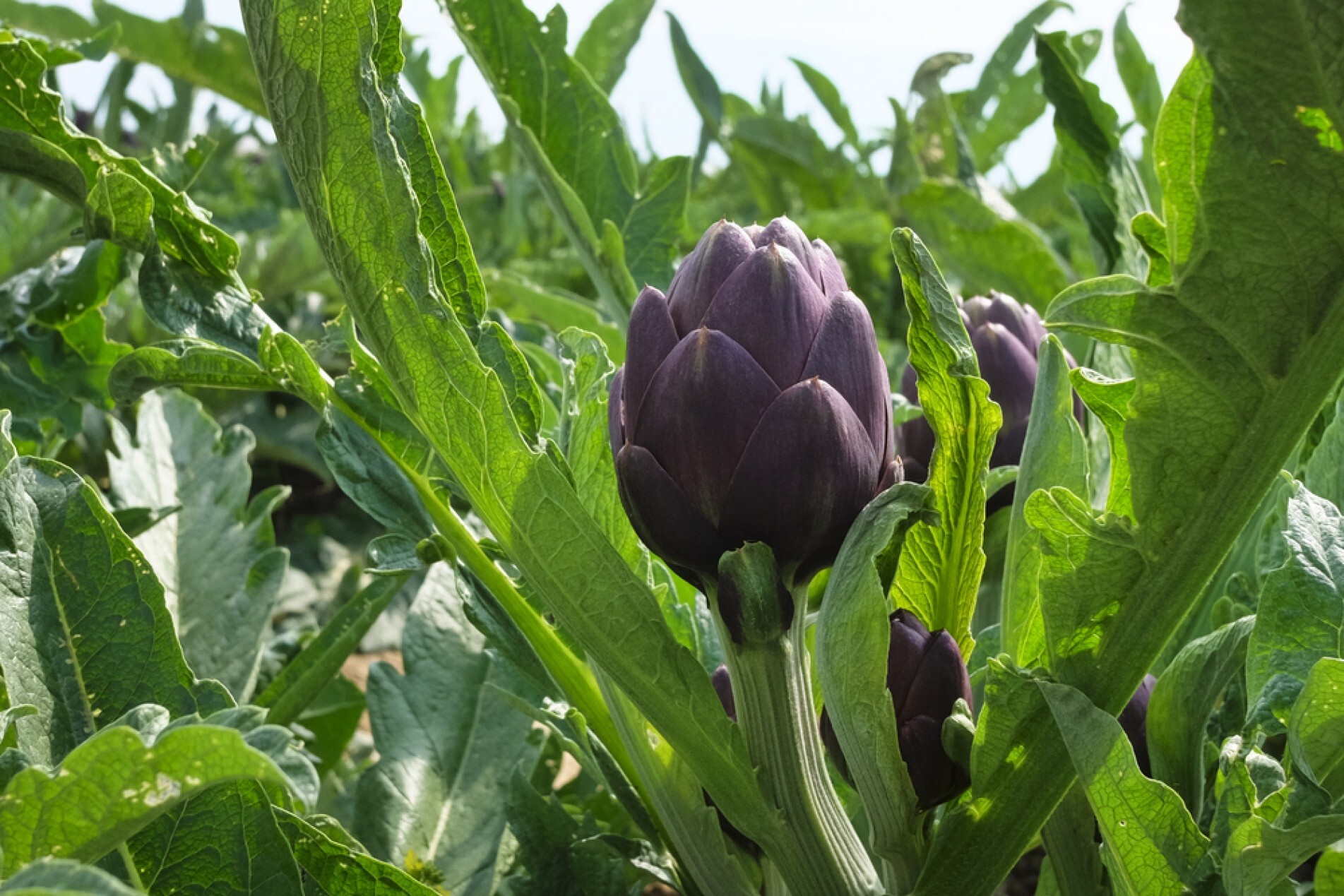 Cultivo na RMS é sustentado pela agricultura familiar 