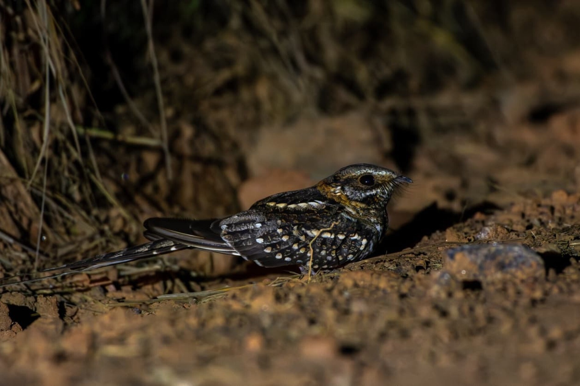 O bacurau-tesoura tem uma cauda longa e hábitos noturnos. Durante o dia, camufla-se no ambiente