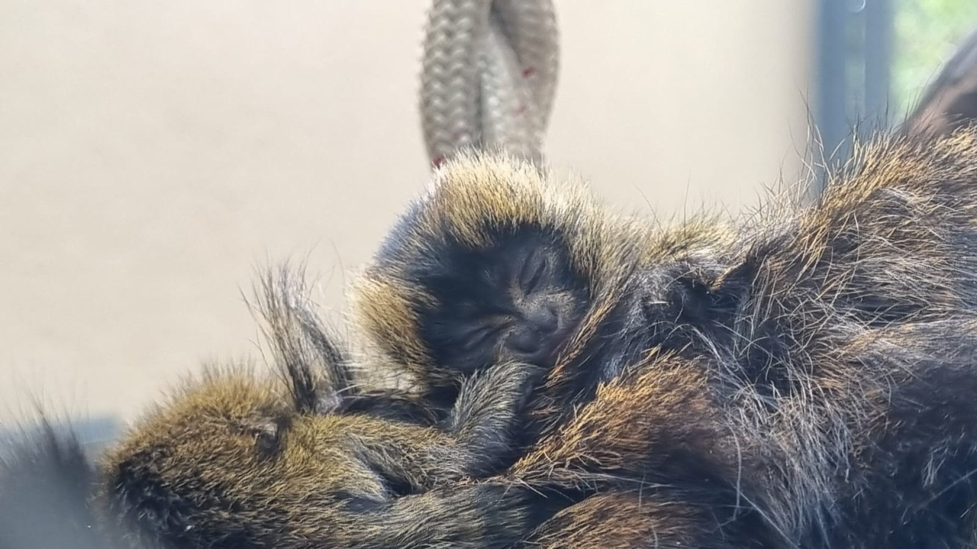 Filhote de Bia e Xereta é um dos gêmeos de sagui-da-serra-escuro 
