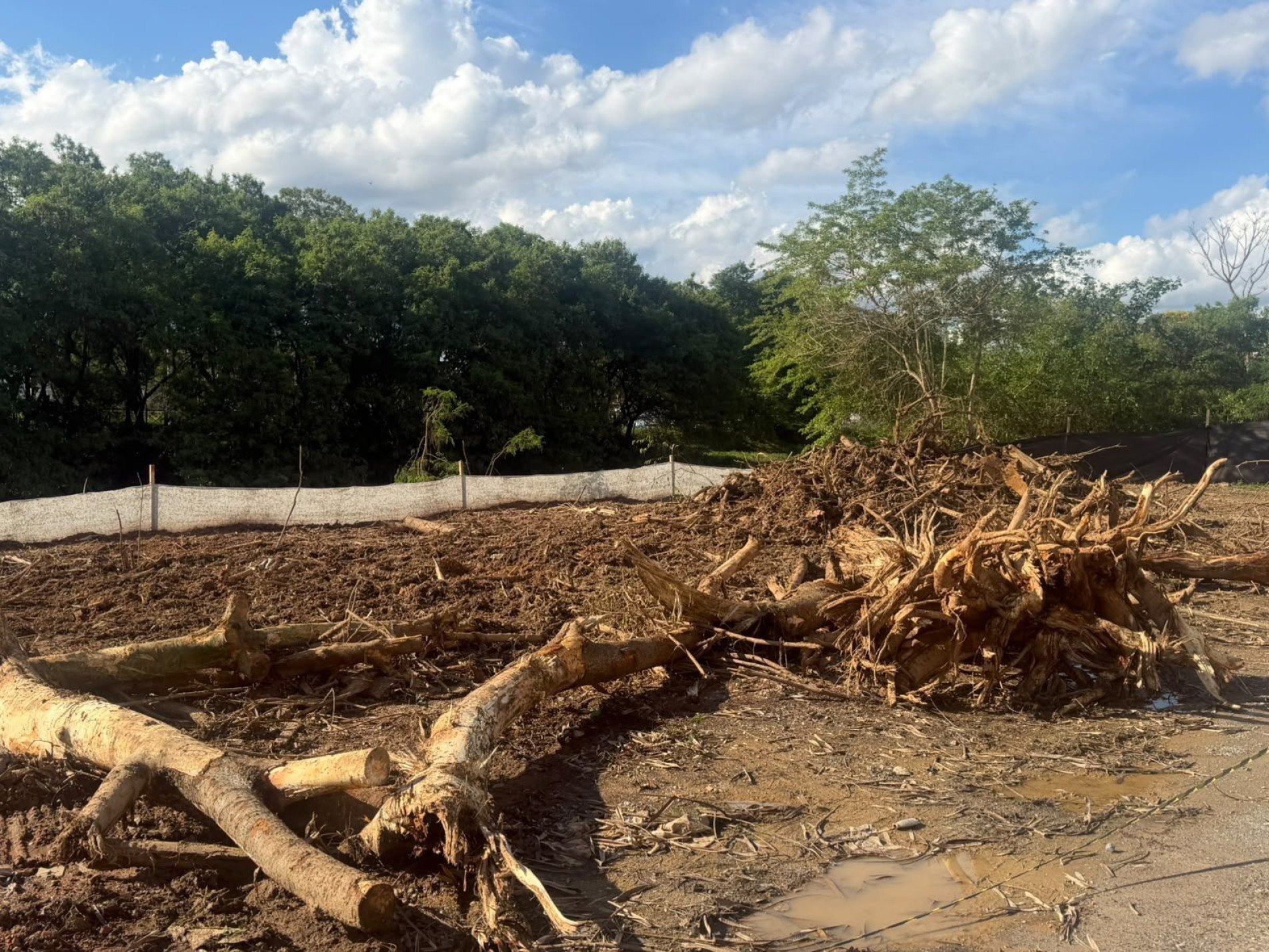 Árvores foram derrubadas para construção de avenida que margeia o rio Sorocaba