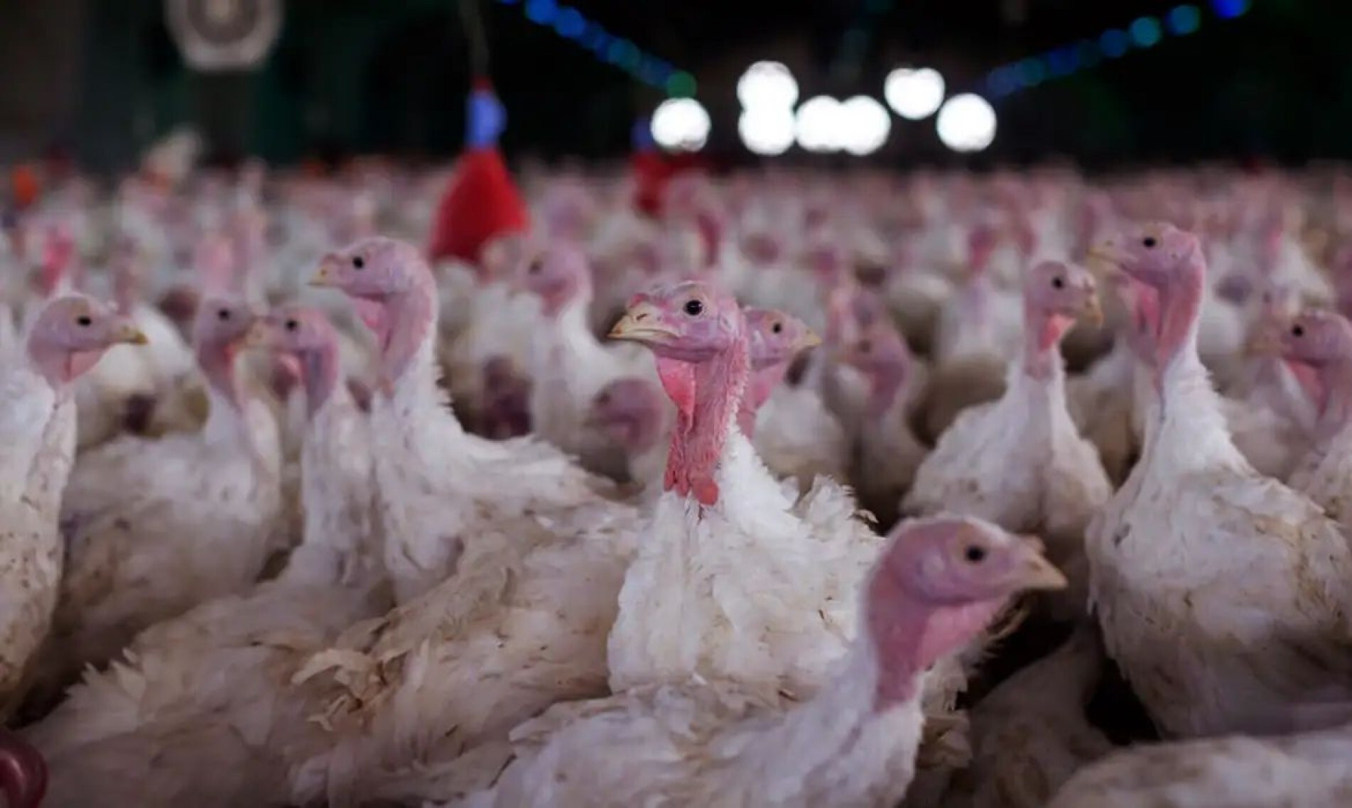 Frango / avicultura