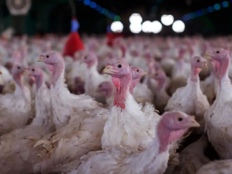 Agricultura constata 2º foco de Newcastle em área de restrição