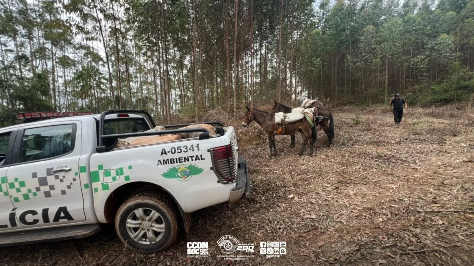 Além dos 400 palmitos-juçara apreendidos, foram encontrados três mulas e um cachorro no rancho utilizado para o corte ilegal