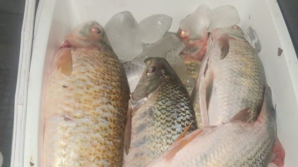 Espécie que foi pescada é nativa, apresentando riscos a qualidade de reprodução da mesma considerando a época do ano 
