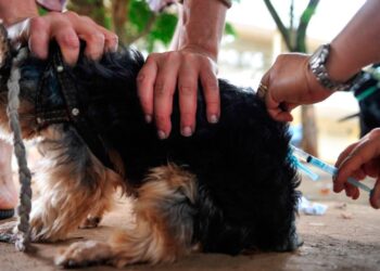 Capital brasileira oferece um sistema similar ao “SUS” para cachorros e gatos