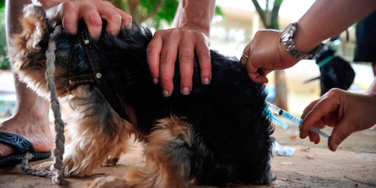 Capital brasileira oferece um sistema similar ao “SUS” para cachorros e gatos