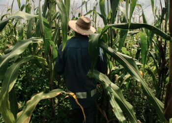 Garantia-Safra: como funciona o benefício que pode ajudar muito os agricultores