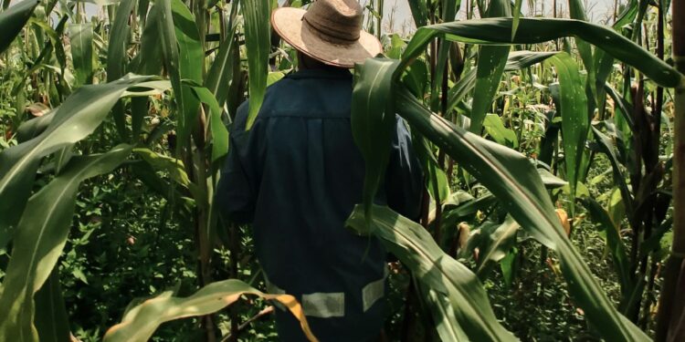 Garantia-Safra: como funciona o benefício que pode ajudar muito os agricultores