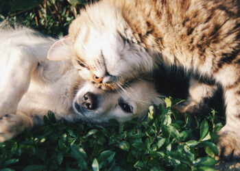 ‘RG Pet’: nova tecnologia oferece vários benefícios e mais segurança para o seu animal