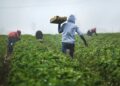 Quem trabalha no meio rural e perdeu um ente querido pode ter direito a uma pensão especial