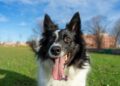 Melhor raça de cachorro do mundo combina energia, muita inteligência e concentração