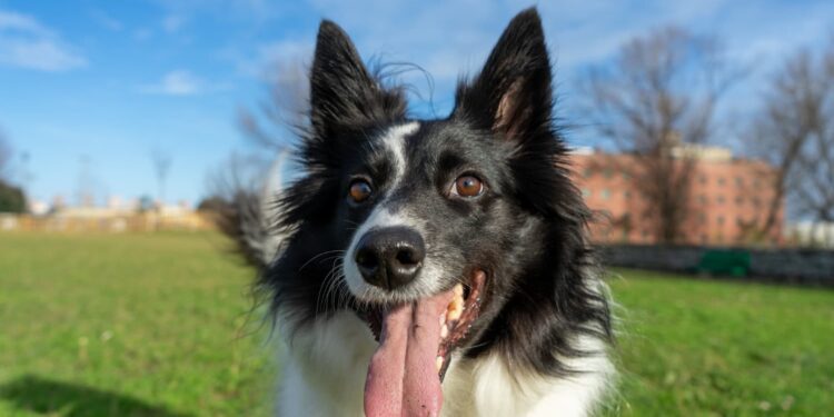 Melhor raça de cachorro do mundo combina energia, muita inteligência e concentração