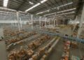 Gigante do varejo brasileiro ergue o maior CD da América Latina que separa até 20 mil caixas por hora