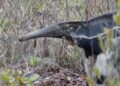 Animal extinto ressurge brasil surpreende
