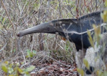 Animal extinto ressurge brasil surpreende
