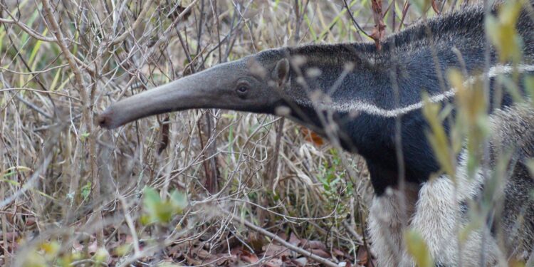 Animal extinto ressurge brasil surpreende