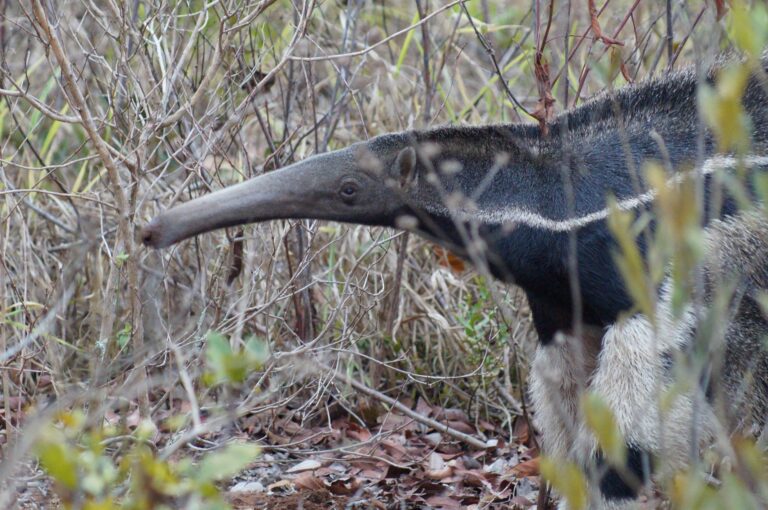 Animal extinto ressurge brasil surpreende