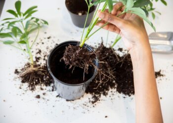 Cientistas explicam funciona planta produz