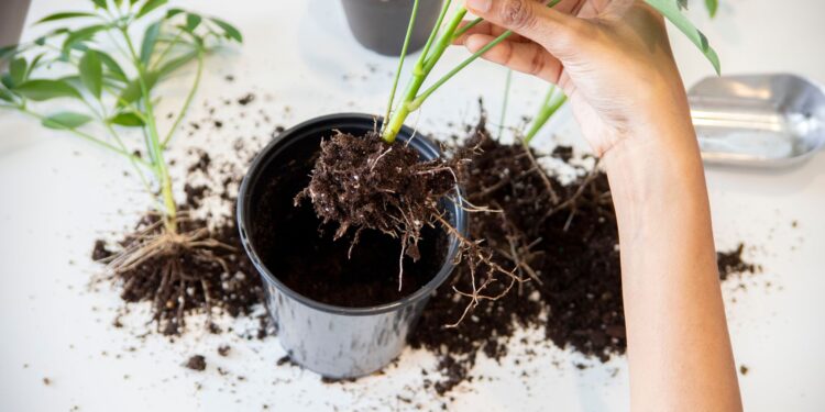 Cientistas explicam funciona planta produz