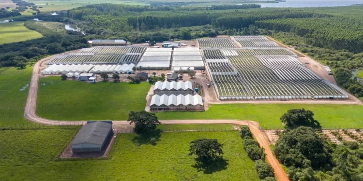 Gigante chilena ganha nova licença para iniciar projeto de R$ 27 bilhões e gerar 13.000 empregos no Brasil