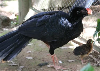 Ave que sumiu há 40 anos ressurge no Brasil e supera extinção através de 5 exemplares