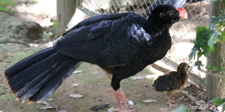 Ave que sumiu há 40 anos ressurge no Brasil e supera extinção através de 5 exemplares